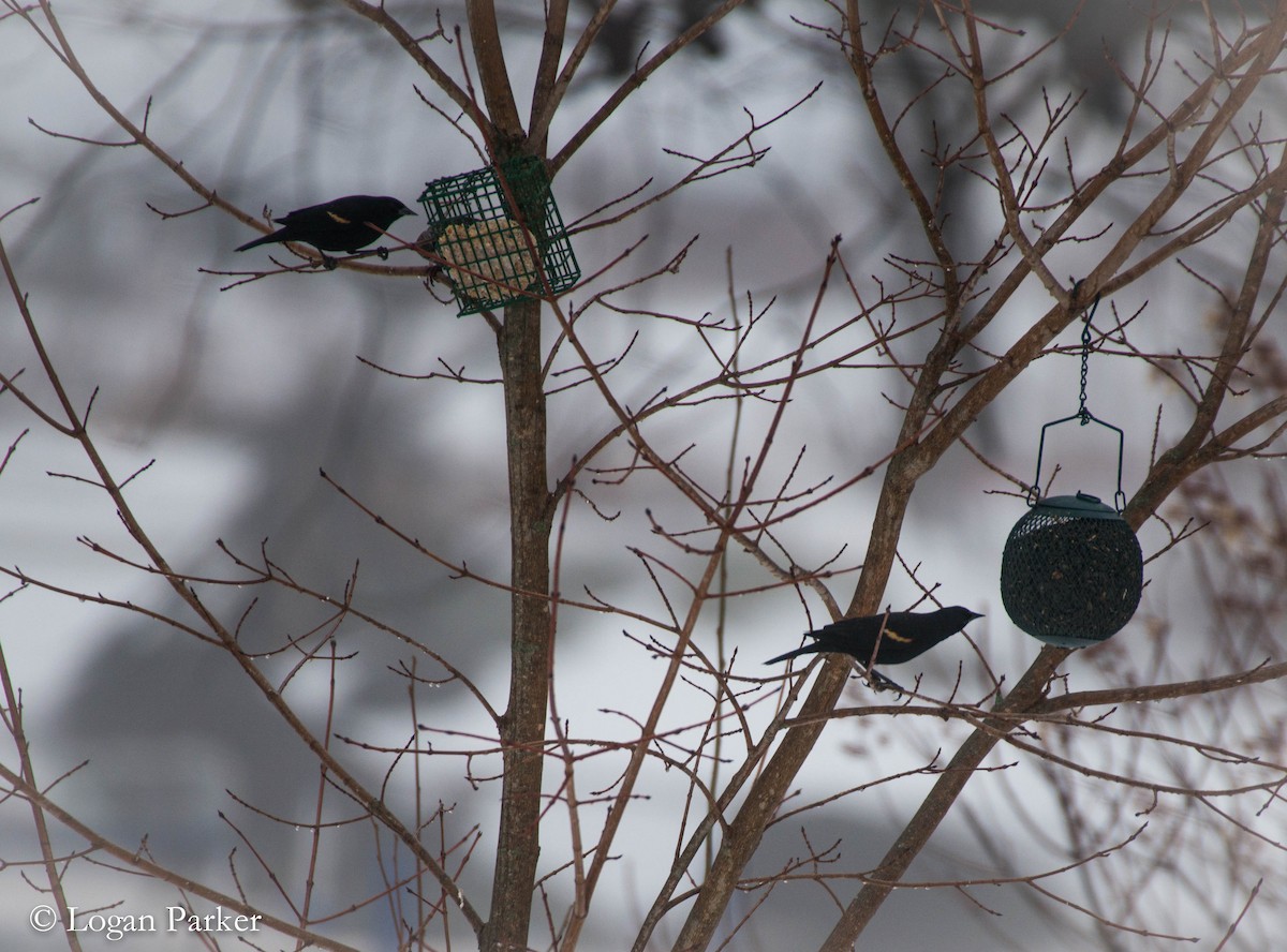 Red-winged Blackbird - Logan Parker