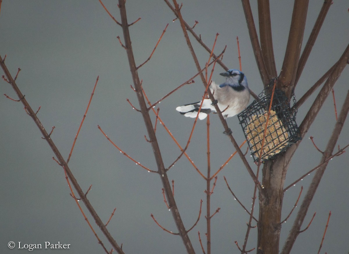 Blue Jay - Logan Parker