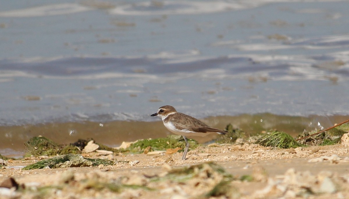 Greater Sand-Plover - ML49757241