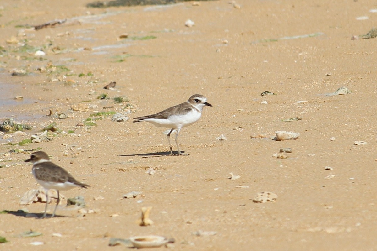 Greater Sand-Plover - Bruno Durand