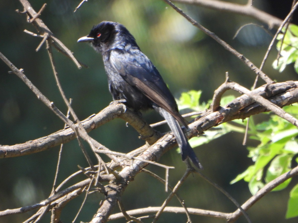 Fork-tailed Drongo (Clancey's) - ML497572711