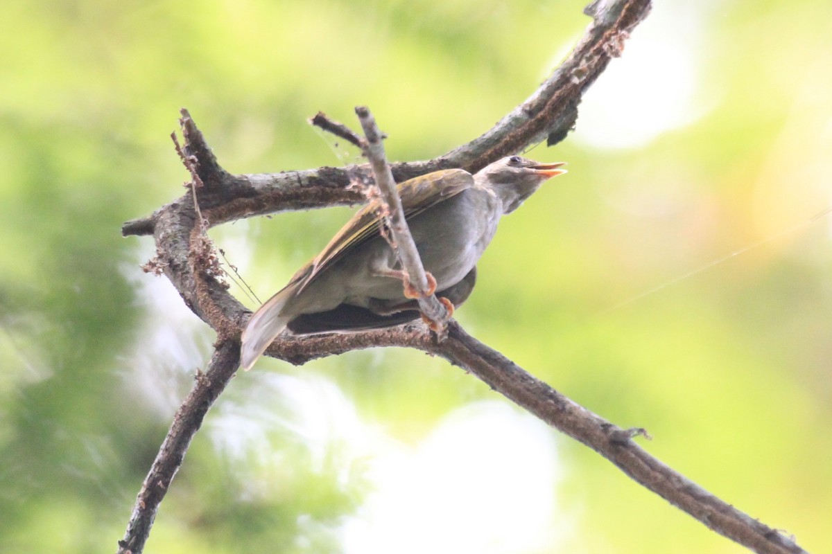 Yellow-footed Honeyguide - Charles Davies