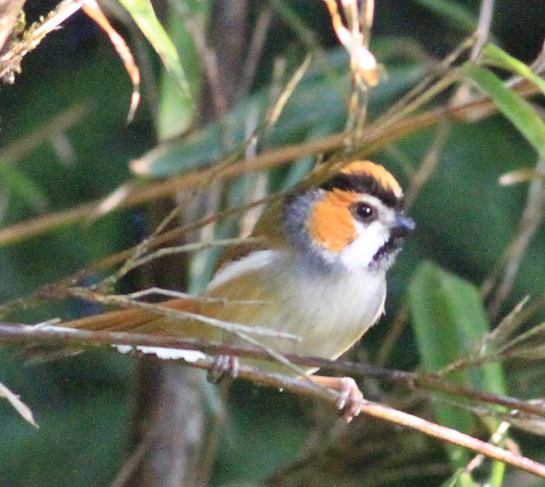 Black-throated Parrotbill - ML49757641