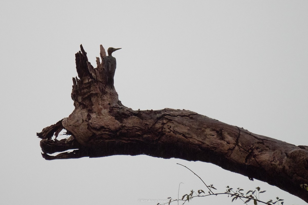 Great Slaty Woodpecker - ML497576671