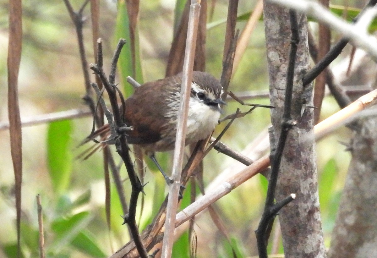 Necklaced Spinetail (La Libertad) - ML497576861