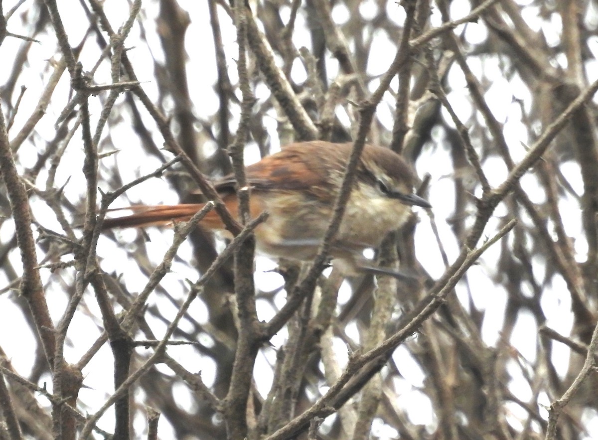 Necklaced Spinetail (La Libertad) - ML497576891