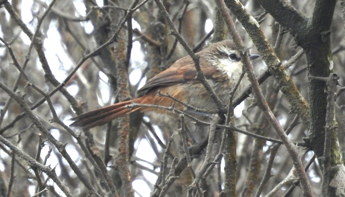 Necklaced Spinetail (La Libertad) - ML497576901