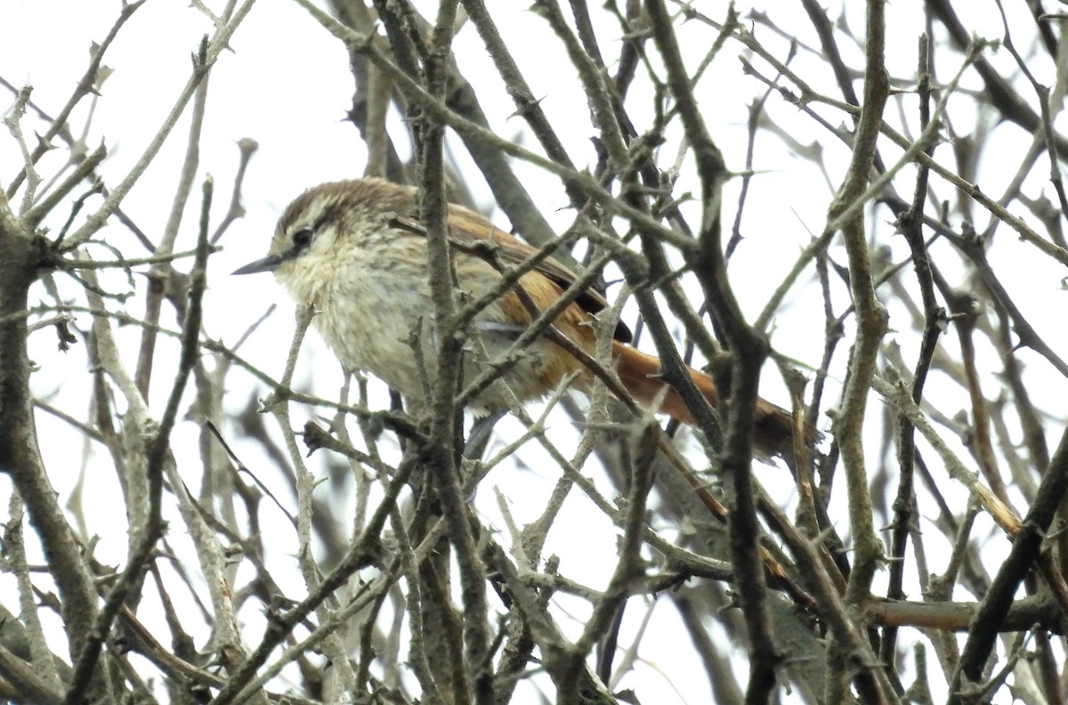 Necklaced Spinetail (La Libertad) - ML497576911