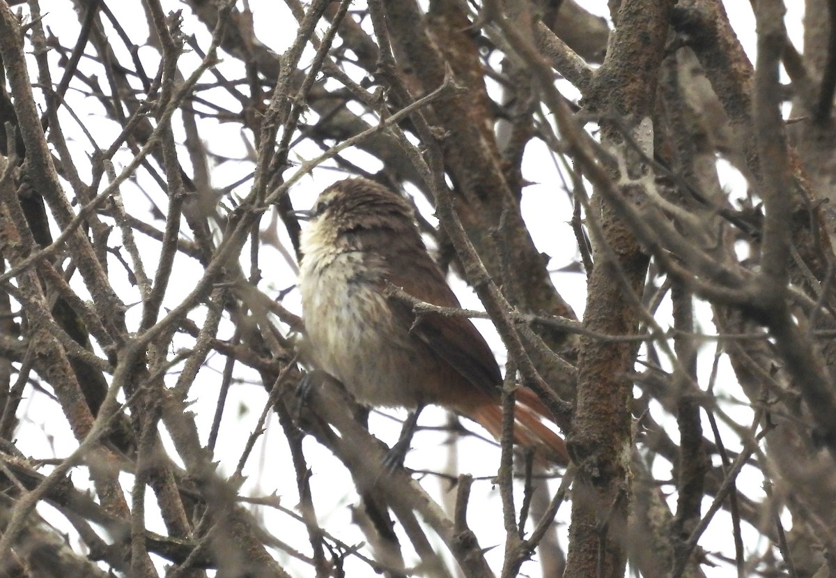 Necklaced Spinetail (La Libertad) - ML497576921
