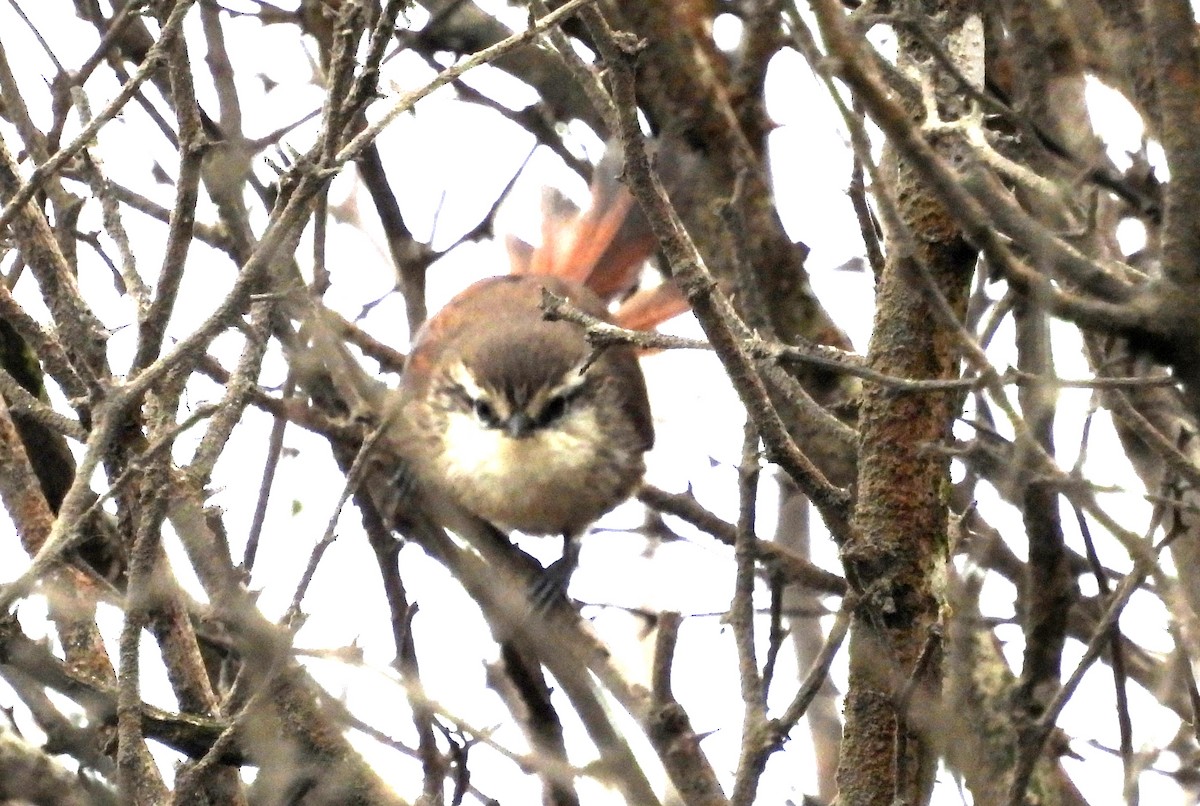 Necklaced Spinetail (La Libertad) - ML497576931