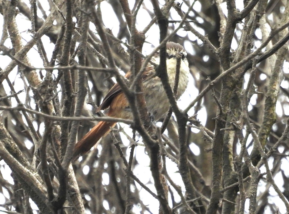Necklaced Spinetail (La Libertad) - ML497576941