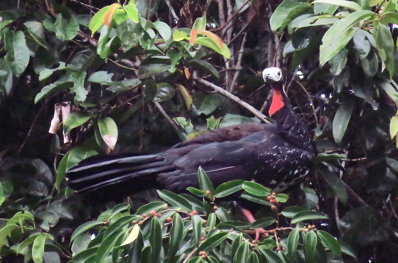 Red-throated Piping-Guan - ML497577371