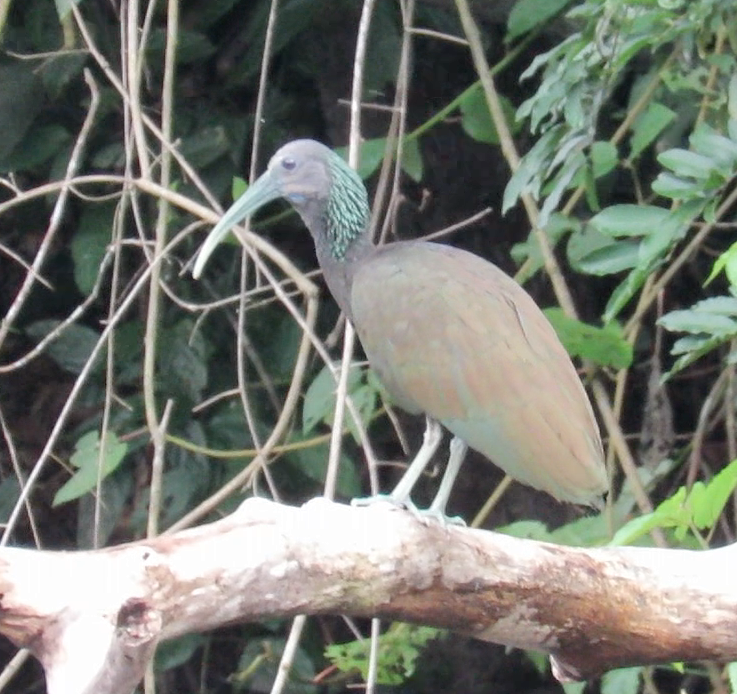 Green Ibis - ML497577451