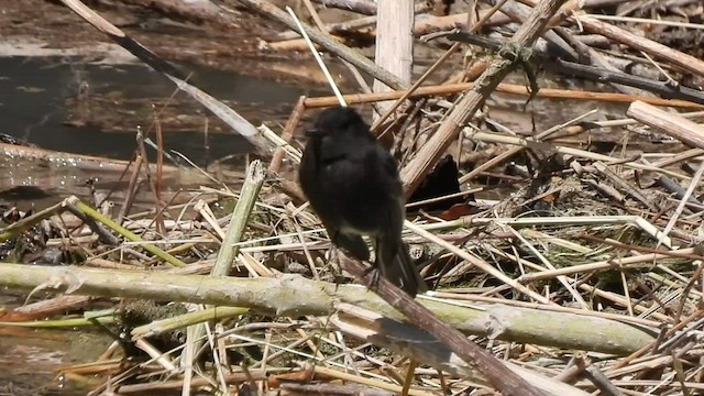 Black Phoebe - ML497578651