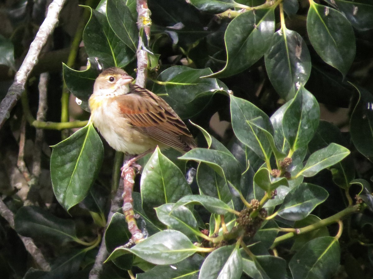 Dickcissel - ML497579501