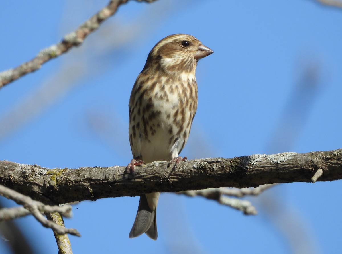 Purple Finch - ML497579671