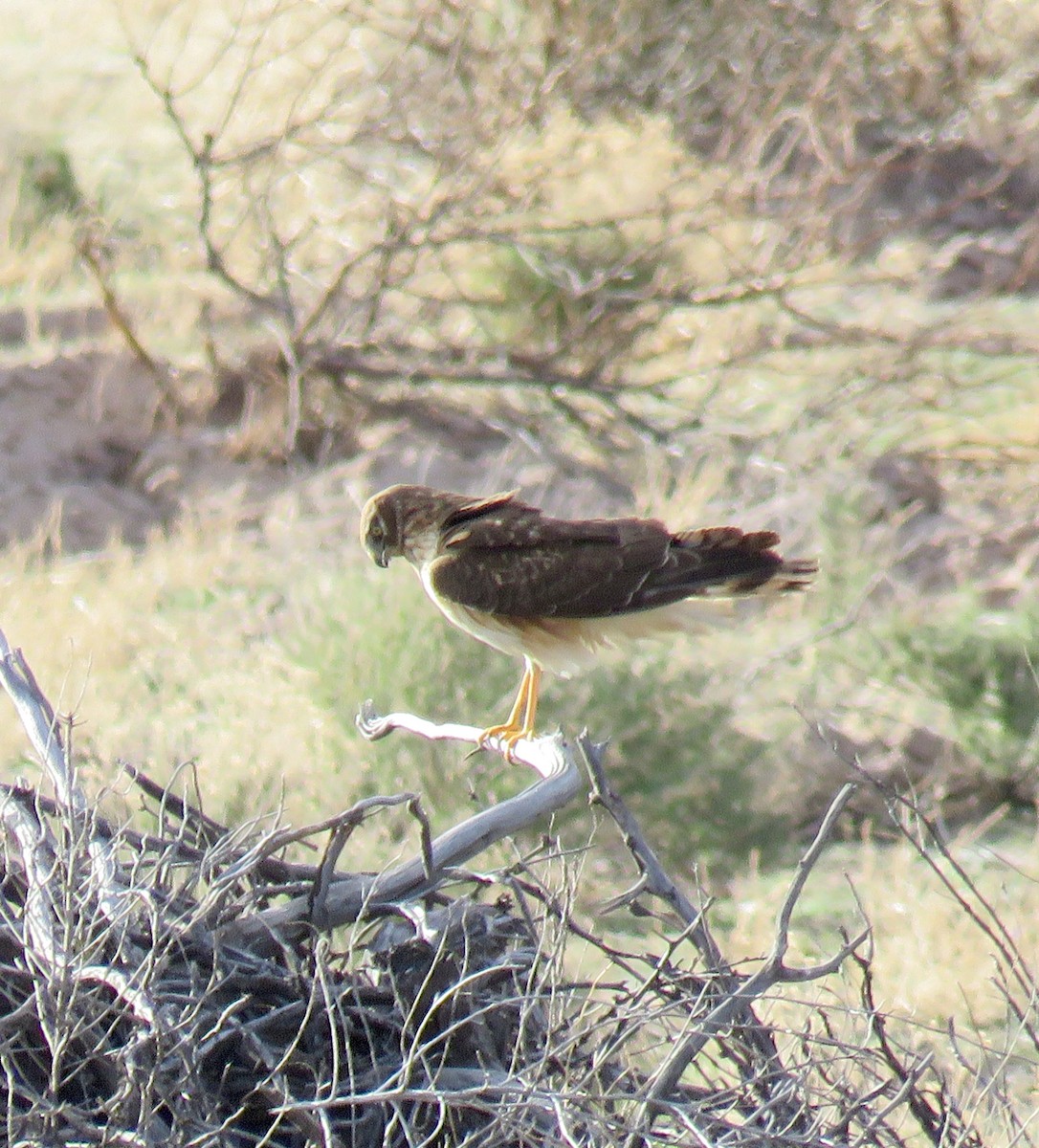 Northern Harrier - ML49758001