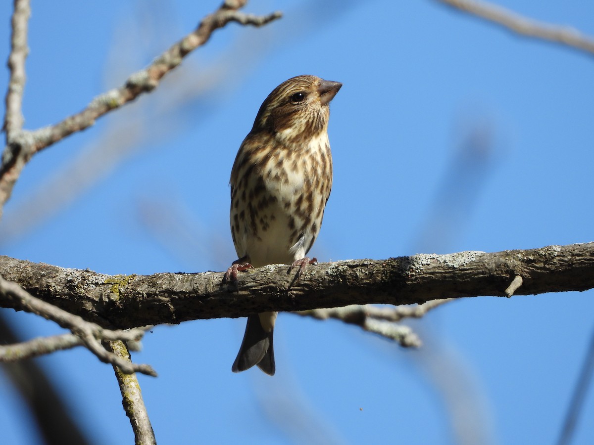 Purple Finch - ML497580121