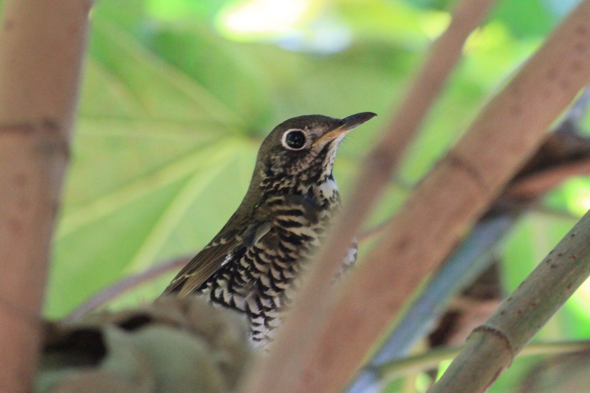 Alpine Thrush - Anupam Khanna