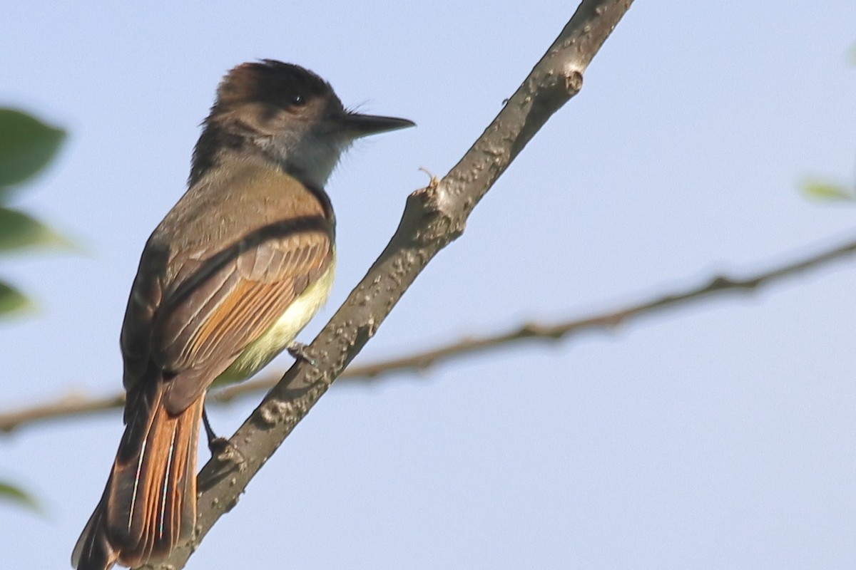 Dusky-capped Flycatcher - ML497581521