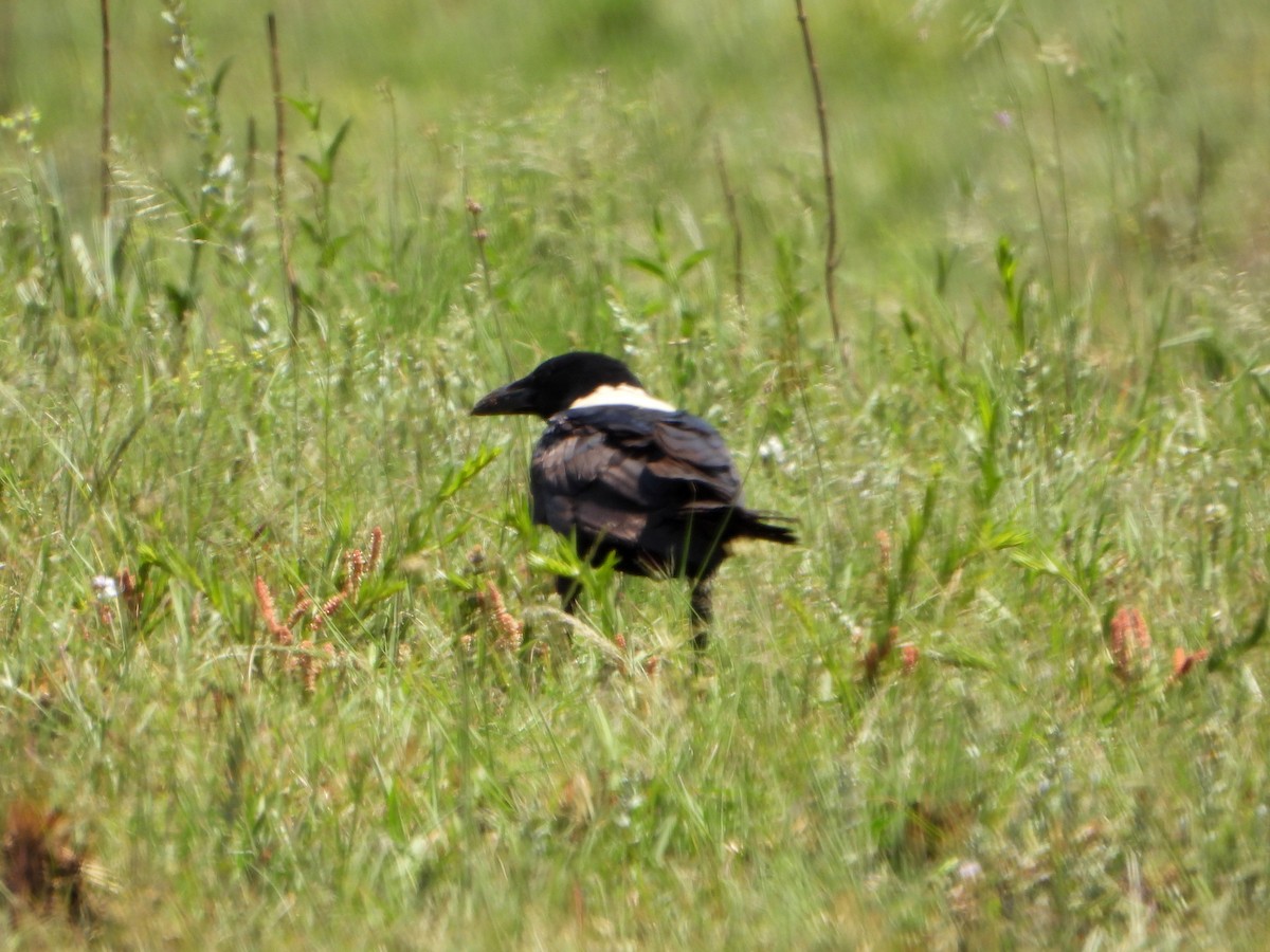 Pied Crow - ML497582091