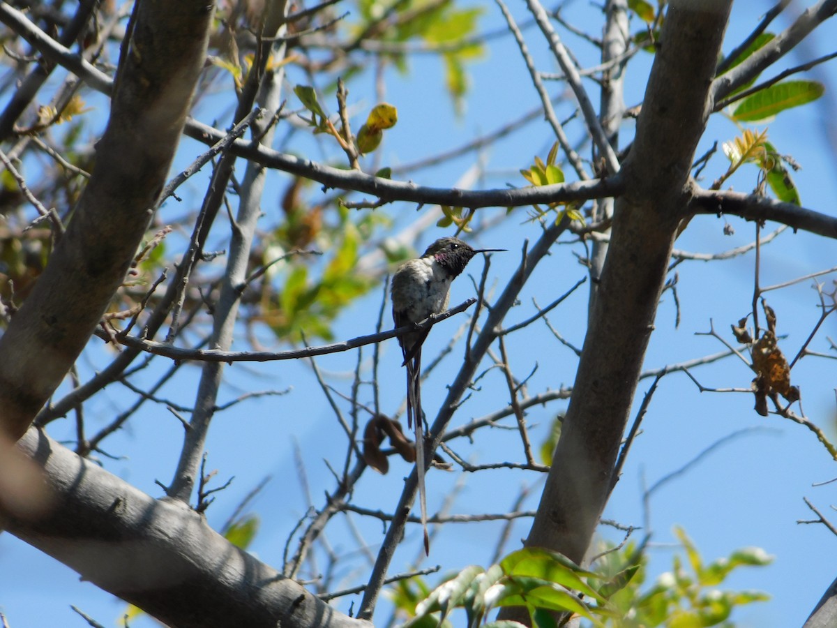 Peruvian Sheartail - ML497583461