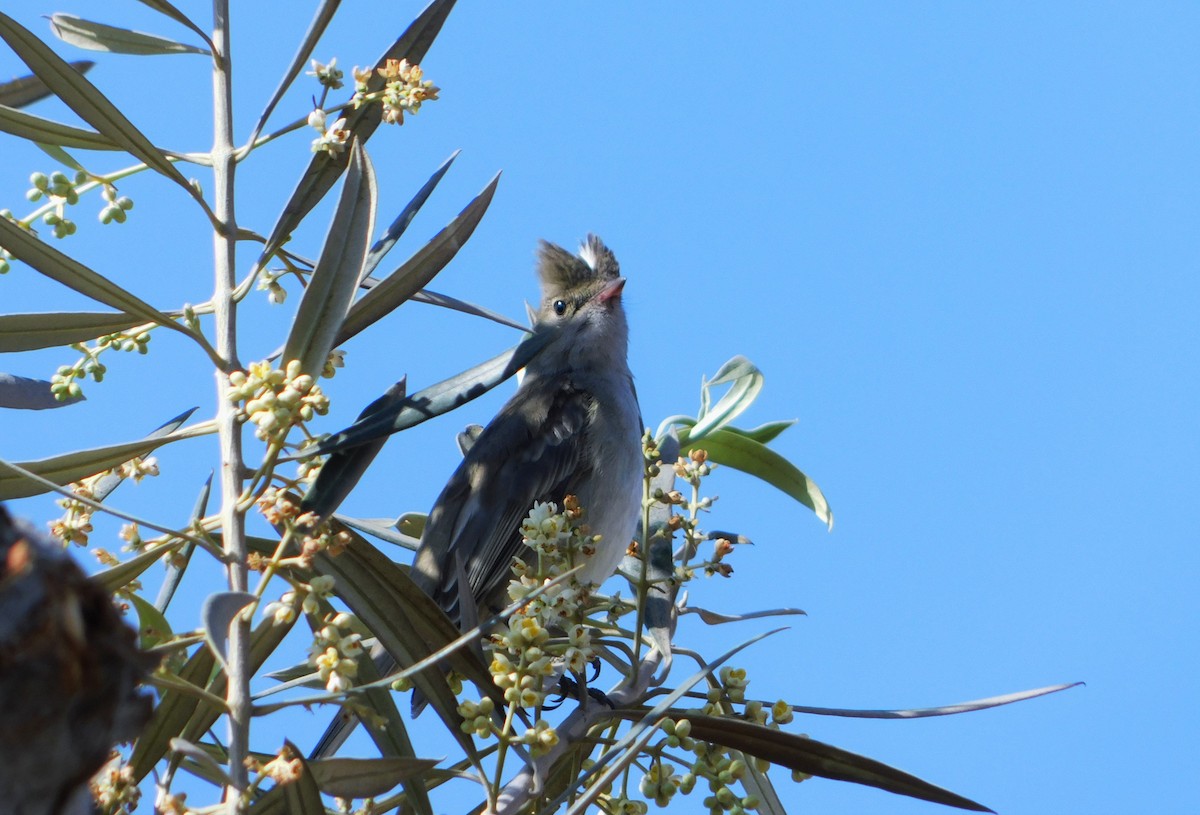 White-crested Elaenia (Peruvian) - ML497584531