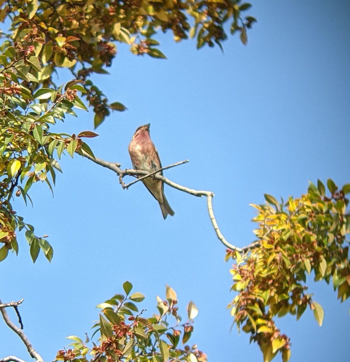 Purple Finch - ML497584631