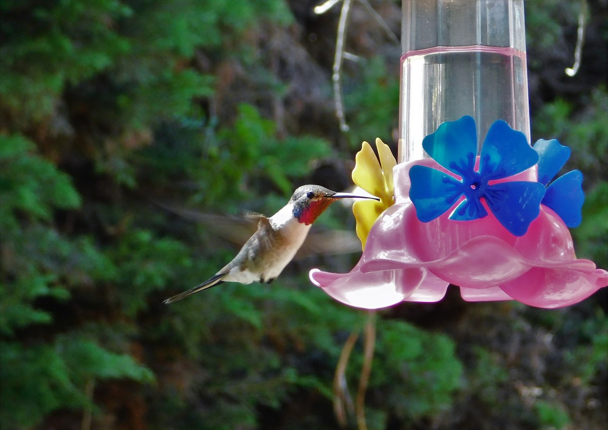 Oasis Hummingbird - ML497585281