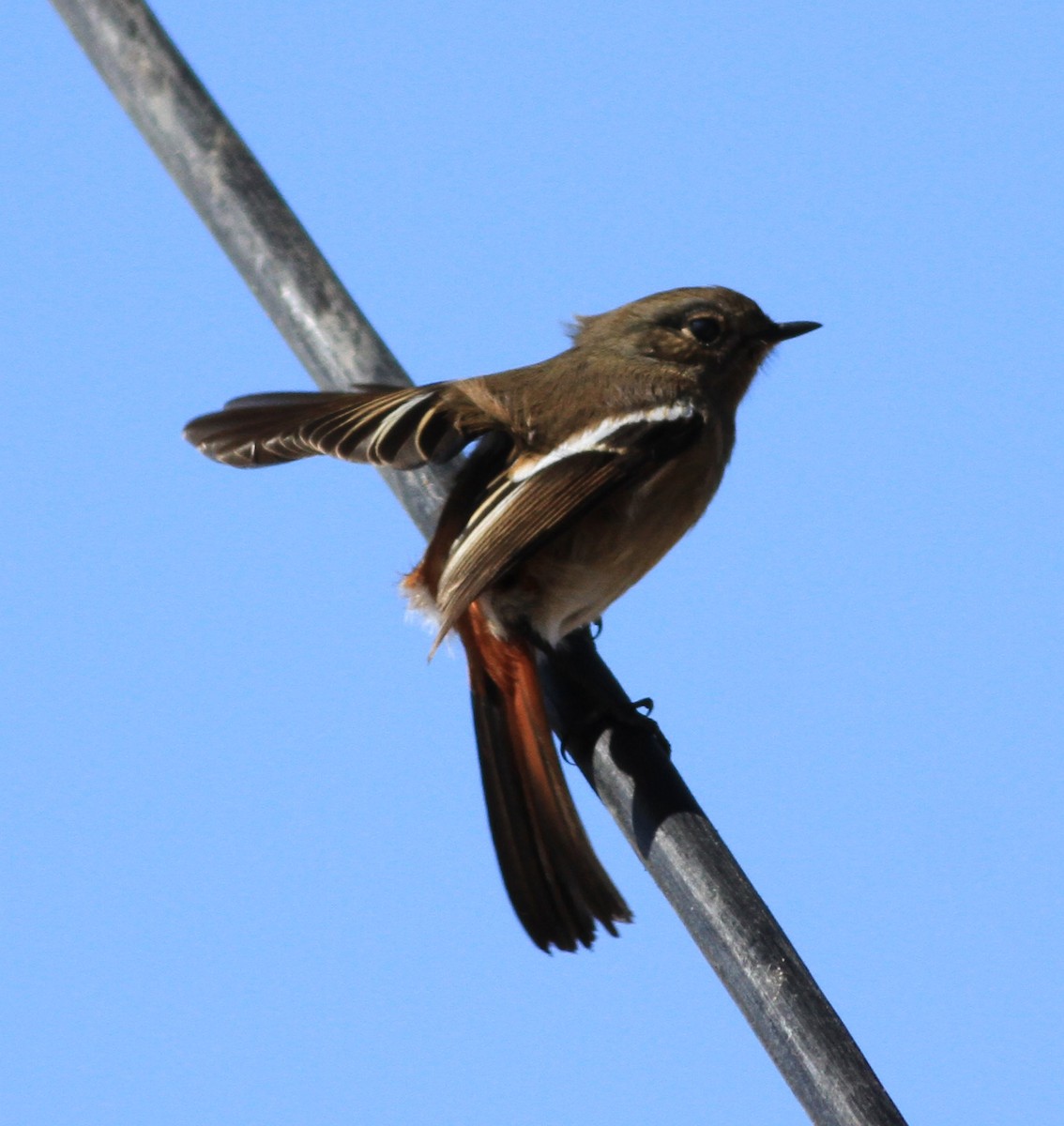 White-throated Redstart - ML49758531