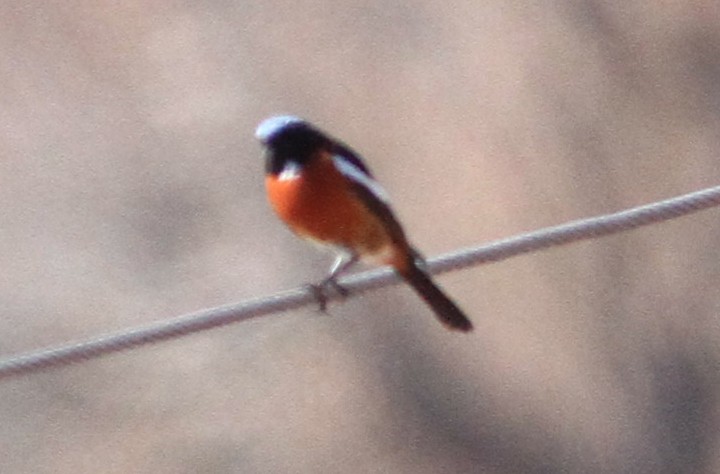 White-throated Redstart - ML49758581