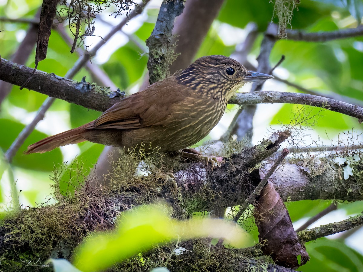 Lineated Foliage-gleaner - Anonymous