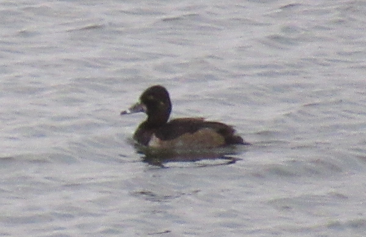 Ring-necked Duck - ML497586511