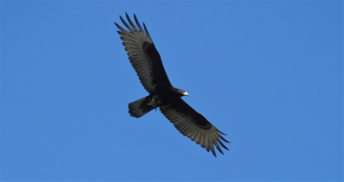 Zone-tailed Hawk - ML497587901