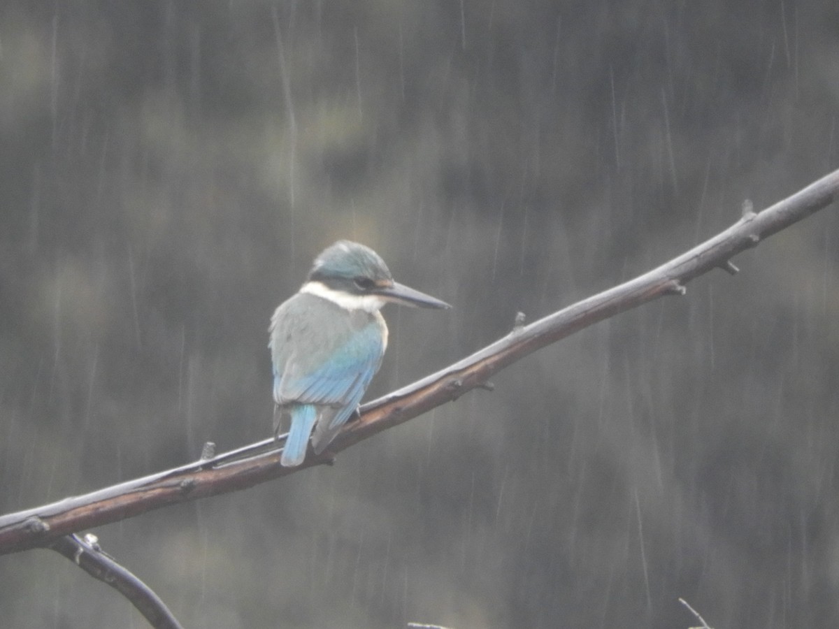 Sacred Kingfisher - Charles Silveira