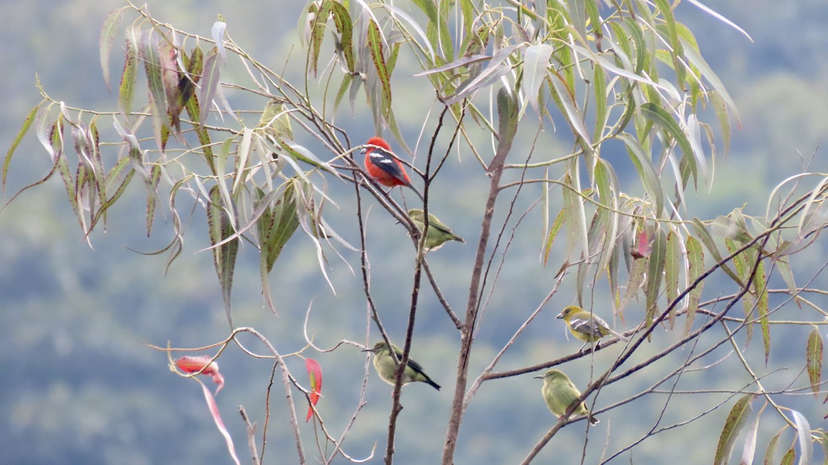 White-winged Tanager - ML497589261