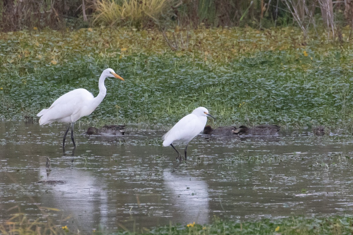 Snowy Egret - ML497592921