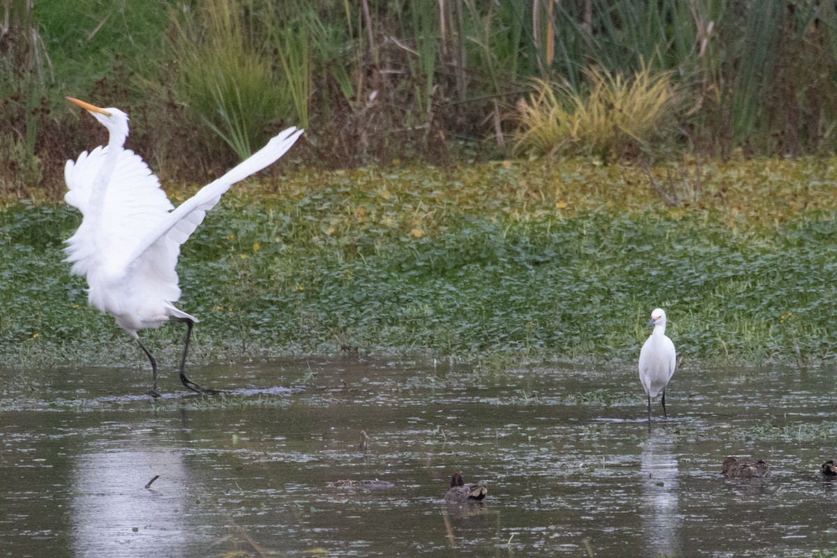 Snowy Egret - ML497592941