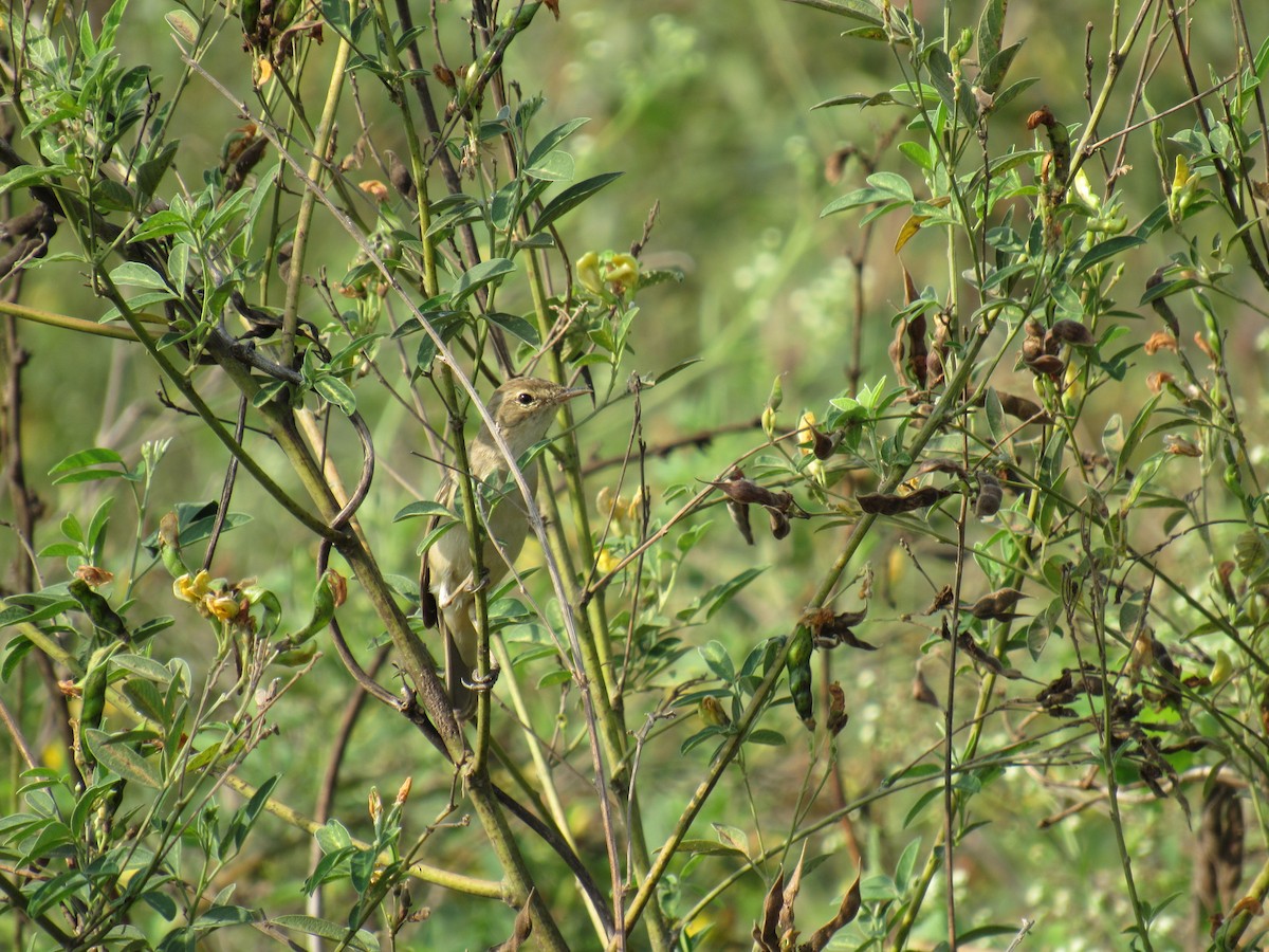 Booted Warbler - Kalaimani Ayuthavel