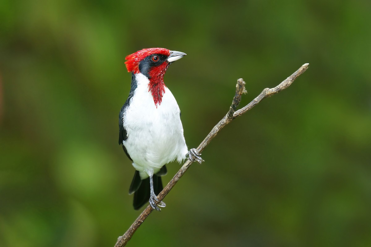 Masked Cardinal - ML497595731