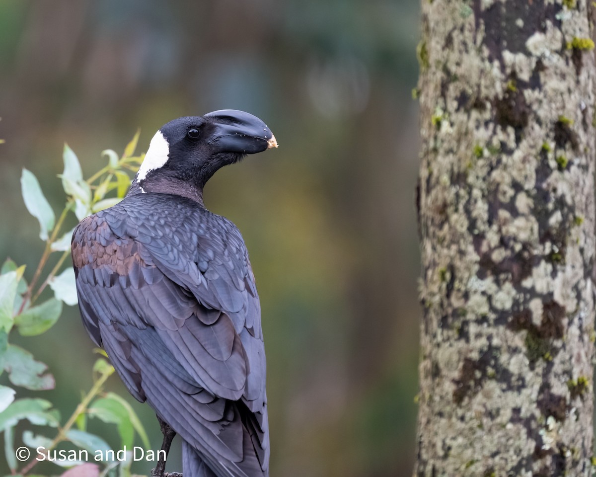 Thick-billed Raven - ML497595741