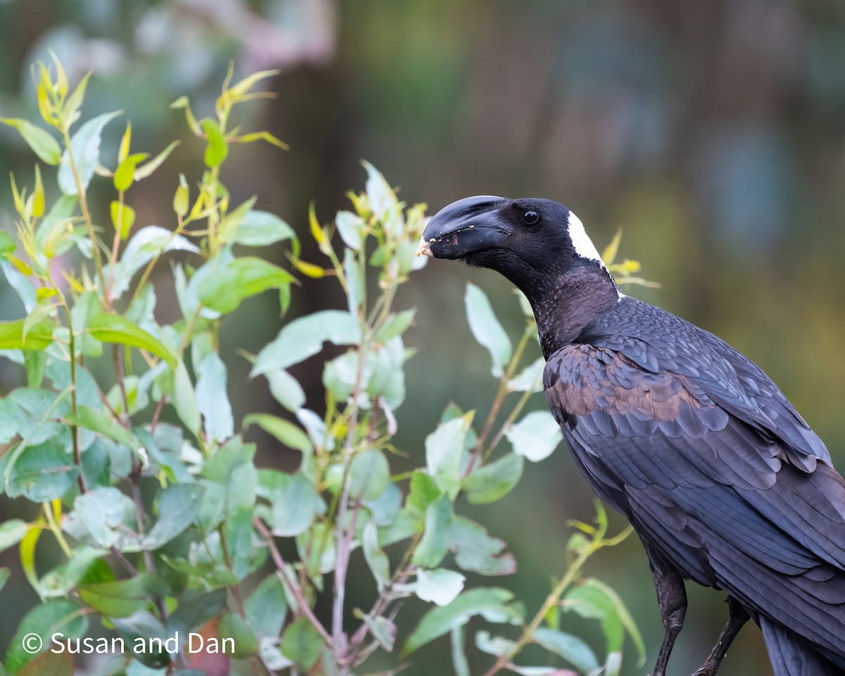 Thick-billed Raven - ML497595751