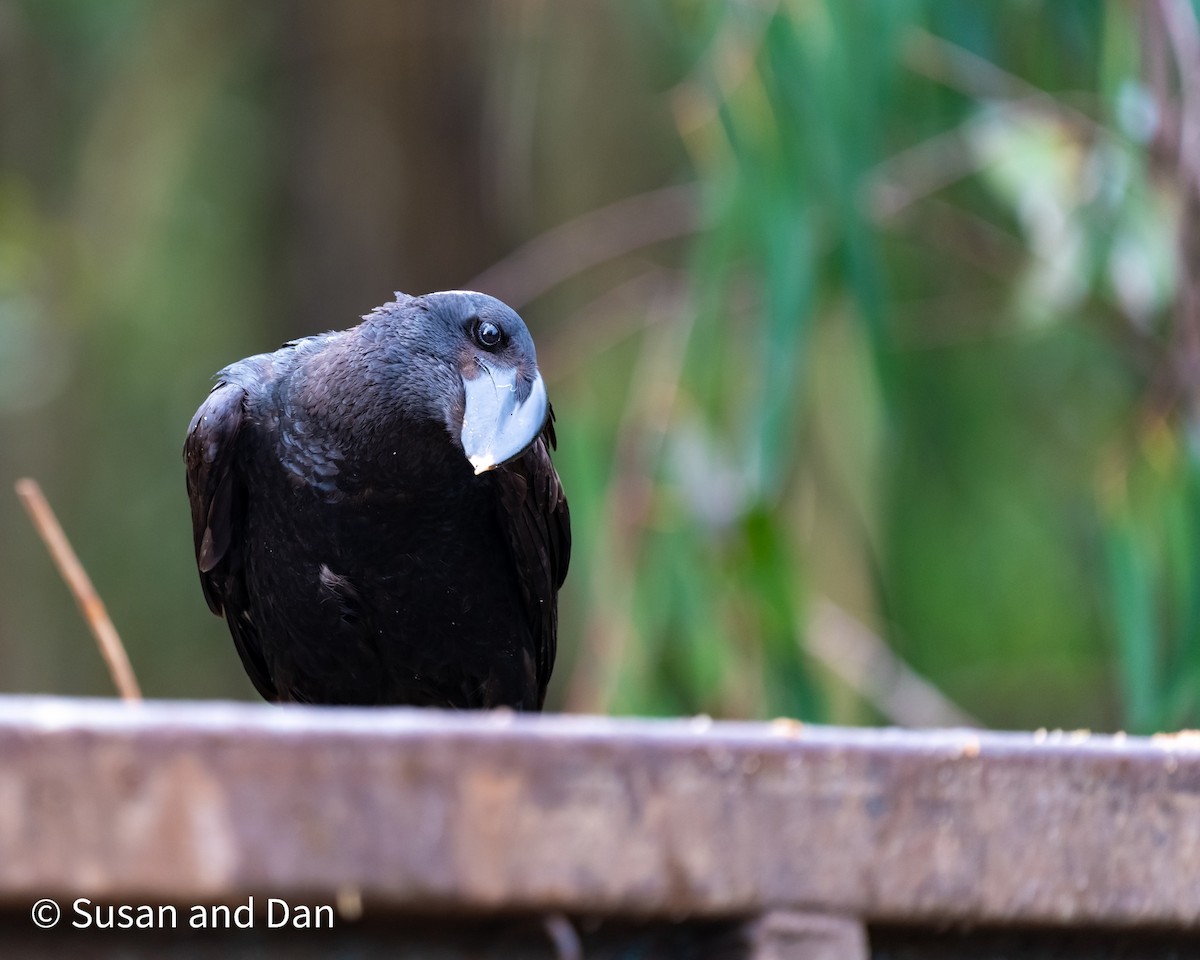 Thick-billed Raven - ML497595761