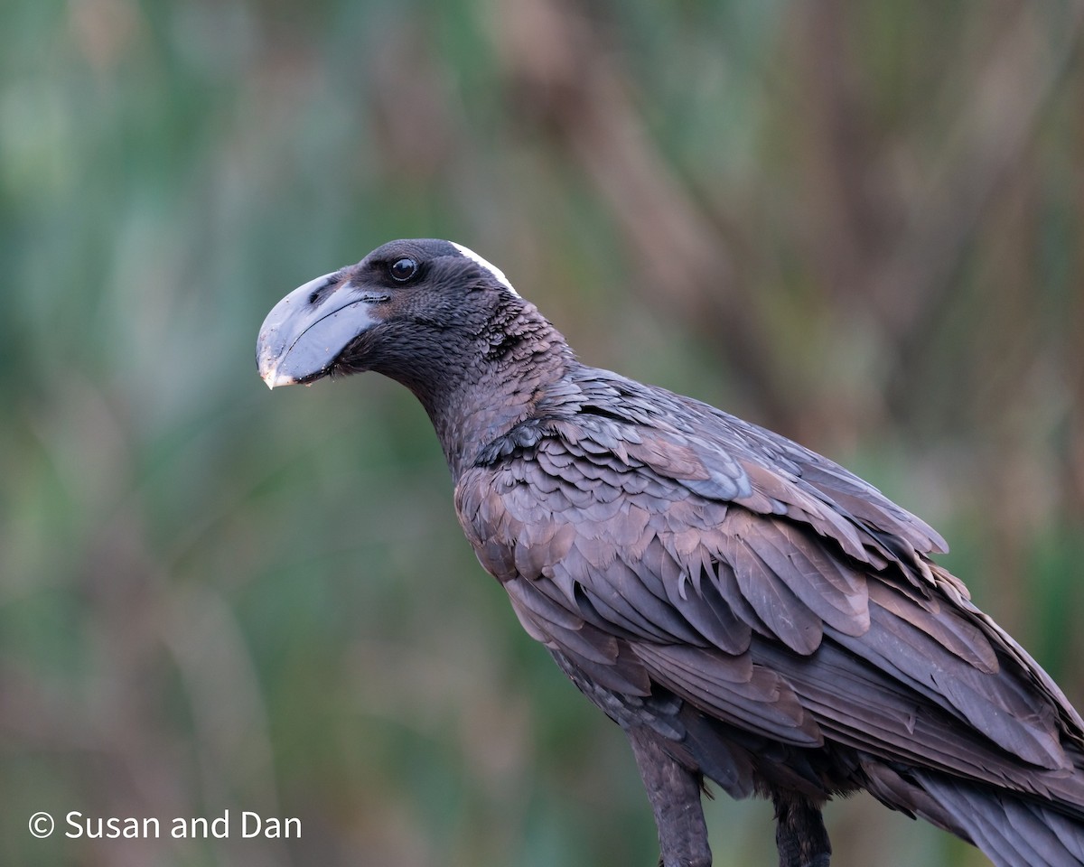 Thick-billed Raven - ML497595771