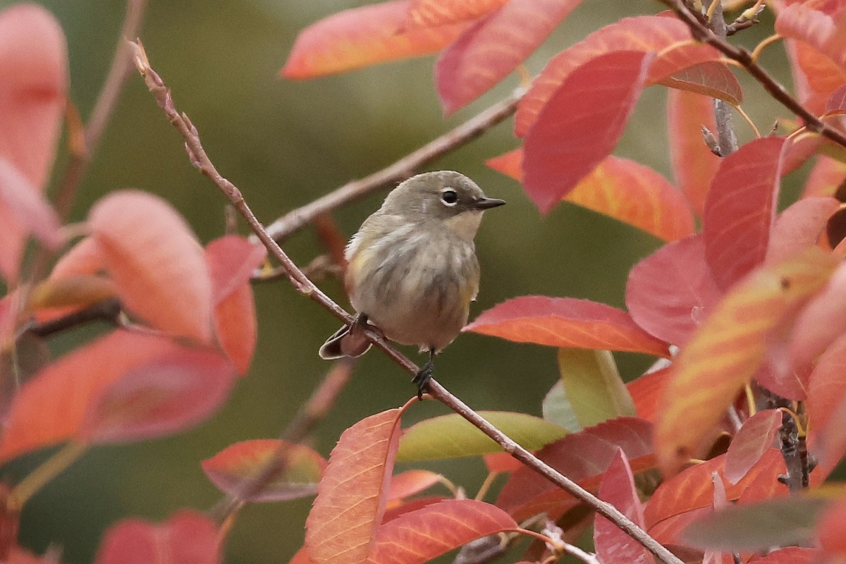 Yellow-rumped Warbler - ML497595791