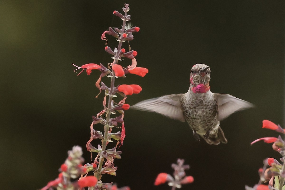 Anna's Hummingbird - ML497596021