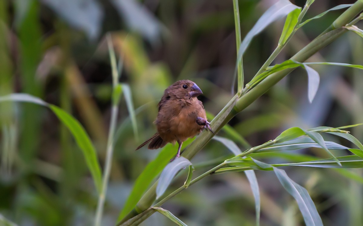 Thick-billed Seed-Finch - ML497596591