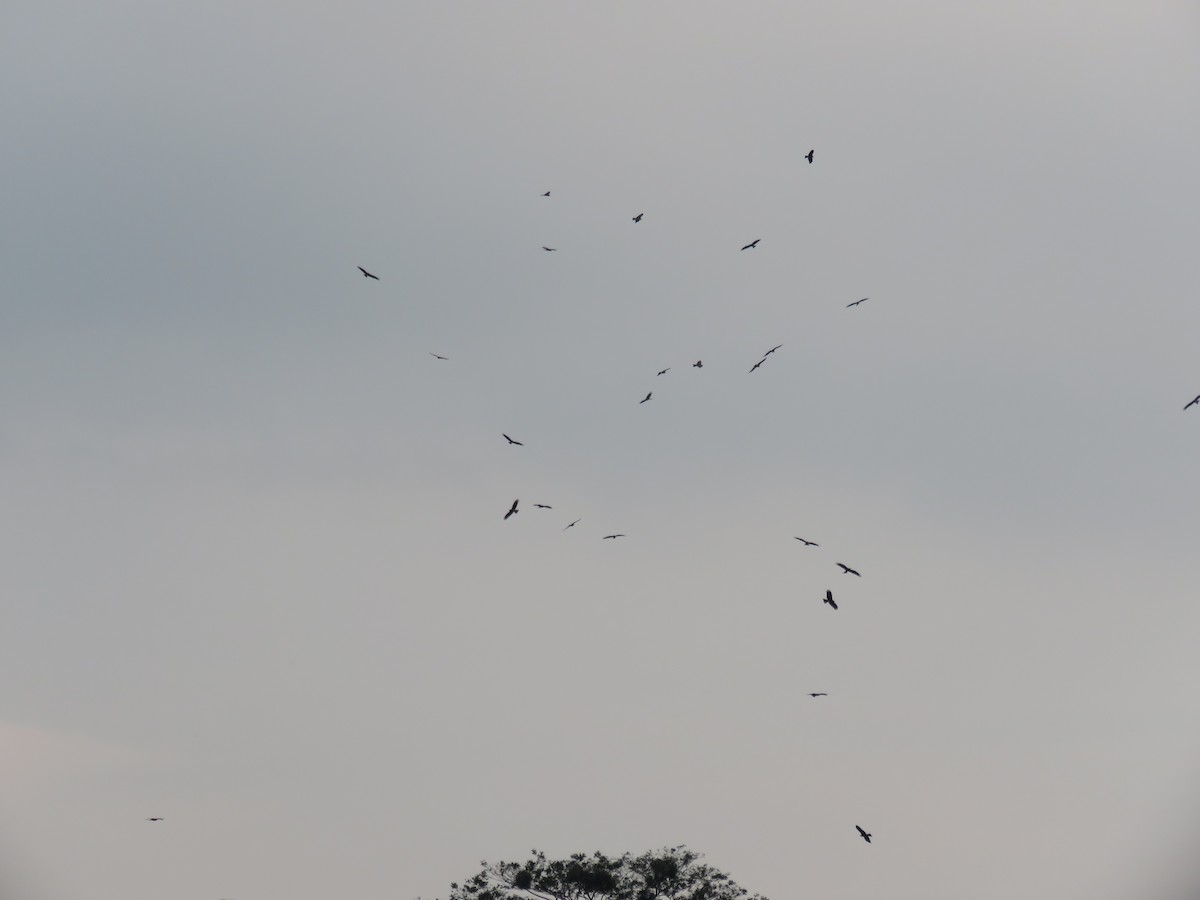 Black Kite - ML497602831