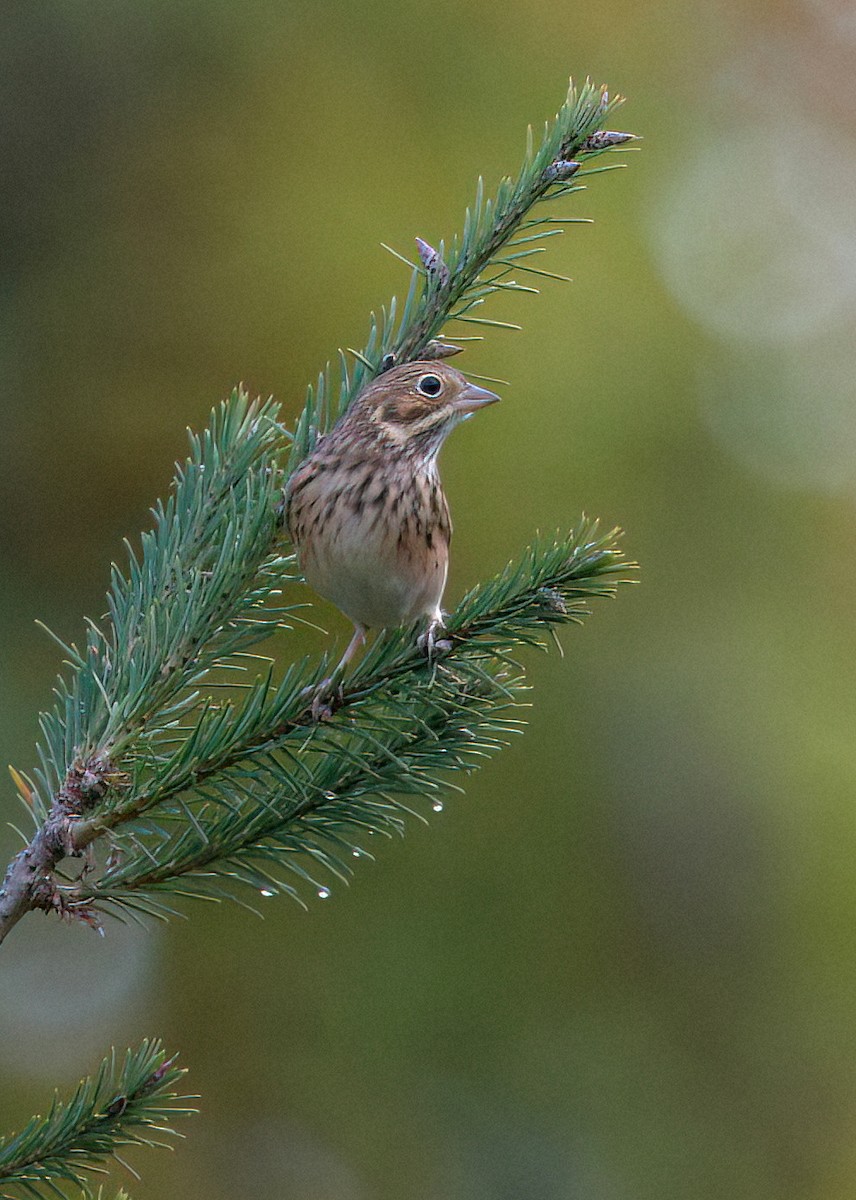 Vesper Sparrow - ML497604401