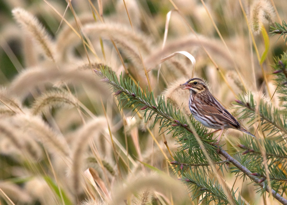 Savannah Sparrow - ML497604491